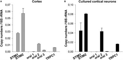 Pharmacological Characterization of the Native Store-Operated Calcium Channels of Cortical Neurons from Embryonic Mouse Brain